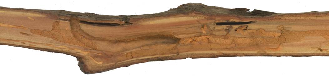 Pd CZ Salix caprea.JPG